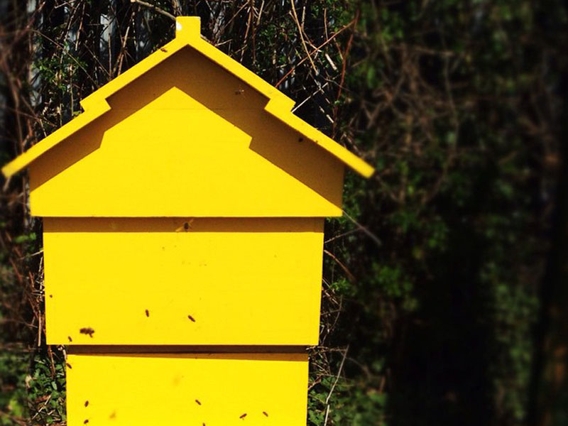 Speaker Profile: Dublin Honey Project